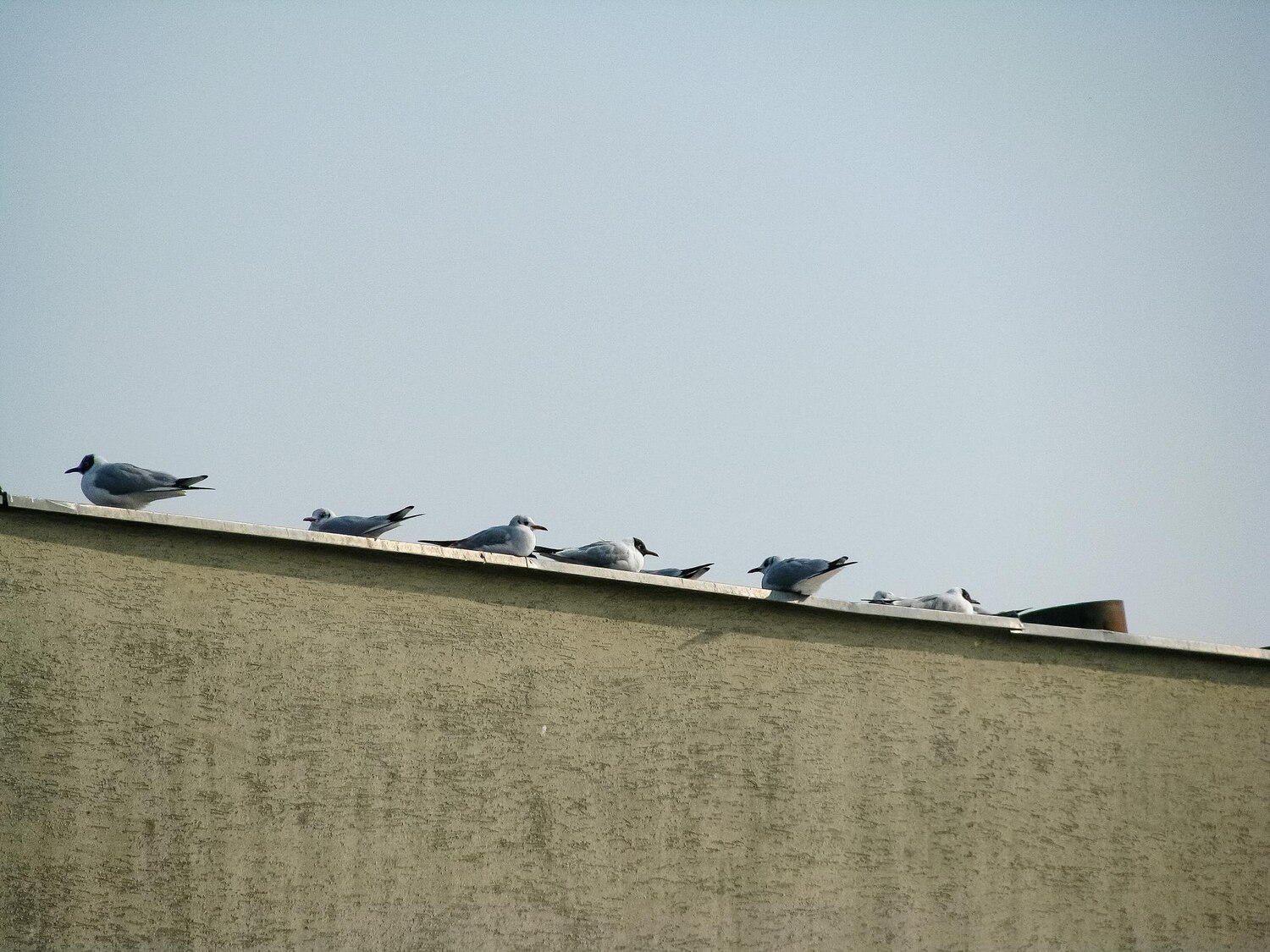 Viano - Odstraszacze ptaków - Spokój i czystość w Twoim otoczeniu